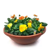 12″ Pansy Bowl