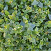 Abelia Rose Creek #3