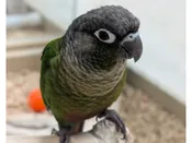 Green Cheek Conure – 21783