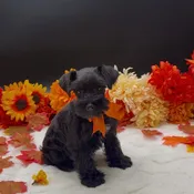 Miniature Schnauzer