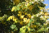 American Linden