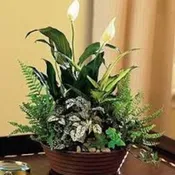 Classic Dish Garden