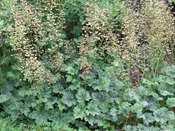 Coral Bells