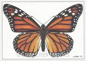 AN808 Monarch or Milkweed Butterfly Notecard
