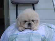 Pekingese – 967