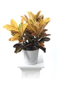 Croton Plant