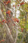 American Bittersweet (Celastrus scandens)