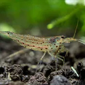 Amano Shrimp