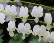 Bleeding Heart - Alba