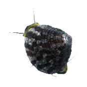 Banded Trochus Snail