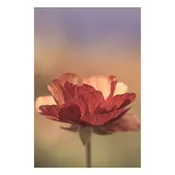 "A Blast of Color" Nature Wall Art