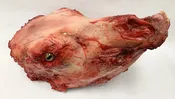Decayed Cow Head — The Best Halloween Store Ever!