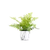14″ Iron Fern in Ceramic Planter