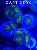 Capt' Jerk (Large Frag 8-10 Polyps)