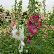 Alcea Perennial Singles
