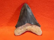 3 5/8″ Megalodon Tooth / Shark Tooth / Fossil