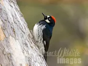 Acorn Woodpecker female Tekiela RJ1V3991.jpg