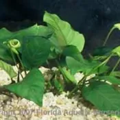 Anubias barteri nana Mother Pot