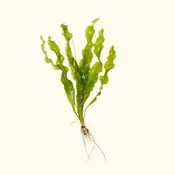 Aponogeton Ulvaceus