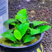 Anubias nana Petite(anubias barteri var nana ‘petite’)