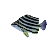Aussie Stripey (Aiptasia Eating)