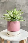 Aglaonema 'Osaka'