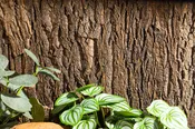 Cork Background for Mojave Reptile Lounge