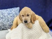 Golden Retriever – 13944