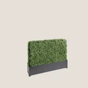 3′ Boxwood Hedge Wall