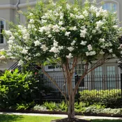 Crape Myrtle, Natchez