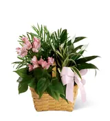 The FTD® Living Spirit™ Dishgarden