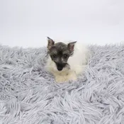 Miniature Schnauzer