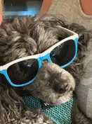 Renewal of Annual Dues - Family — Mount Pleasant Kennel Club