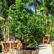 Bears Lime Tree For Sale | 15 Gallon 24 Gallon , 36 Gallon