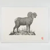 Big Horn Sheep