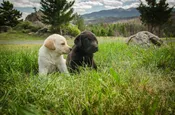 Puppy Deposit — Bald Mountain Labradors