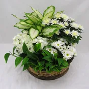 All White Plant Basket