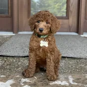 Ollie