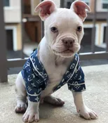 Chewy V Baseball Dog Shirt