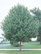 Aristocrat Pear