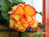 Begonia - Sunburst - Picotee