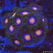 Blow Pop Zoanthid (Wholesale Eligible)