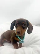 Dachshund (M) 14707
