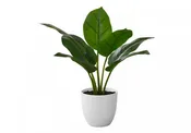 17" Aureum Plant With 5" White Pot - Green