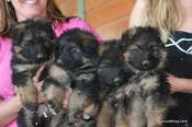 Puppy Litter Deposit