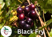 Black Fry Muscadine Grape Vine – 2-Year Bare Root Grape Plants – Produces Sweet, Dark Purple-Black Grapes – Vigorous & Productive Vine – From Hand Picked Nursery