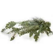 Baby Eucalyptus [1 Bunch]