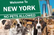 The State of New York Has Banned your choice to buy a puppy, kitten or rabbit …..
