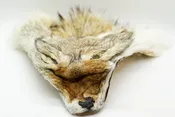 Coyote Face Pelt — Rest in Pieces