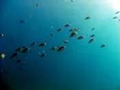 Scuba Add-On (per week) — Turf Designs